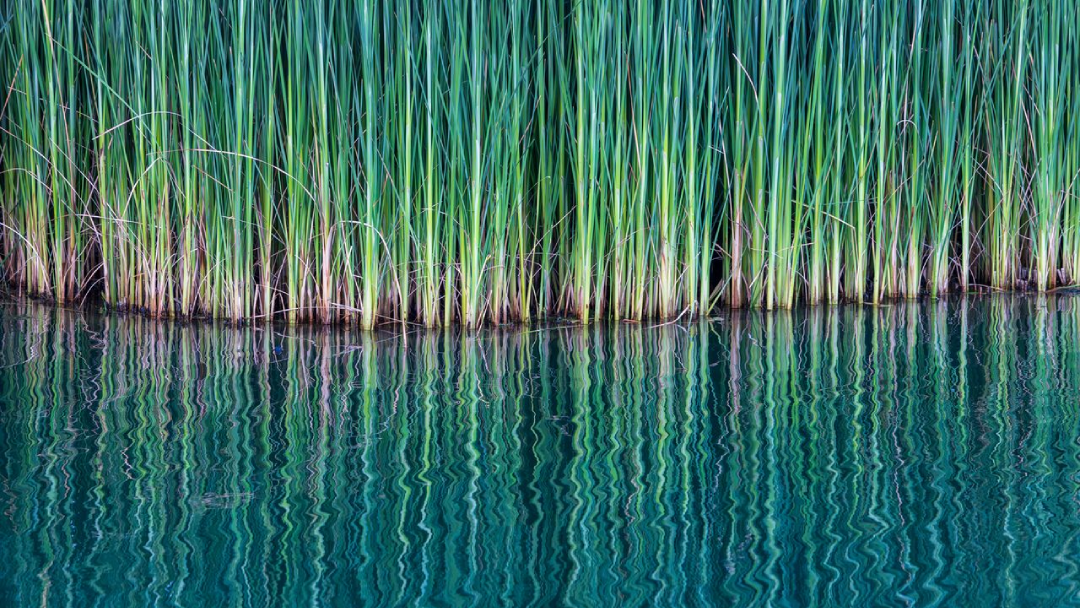 green reeds in reflecting water