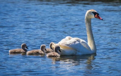 Swan Food
