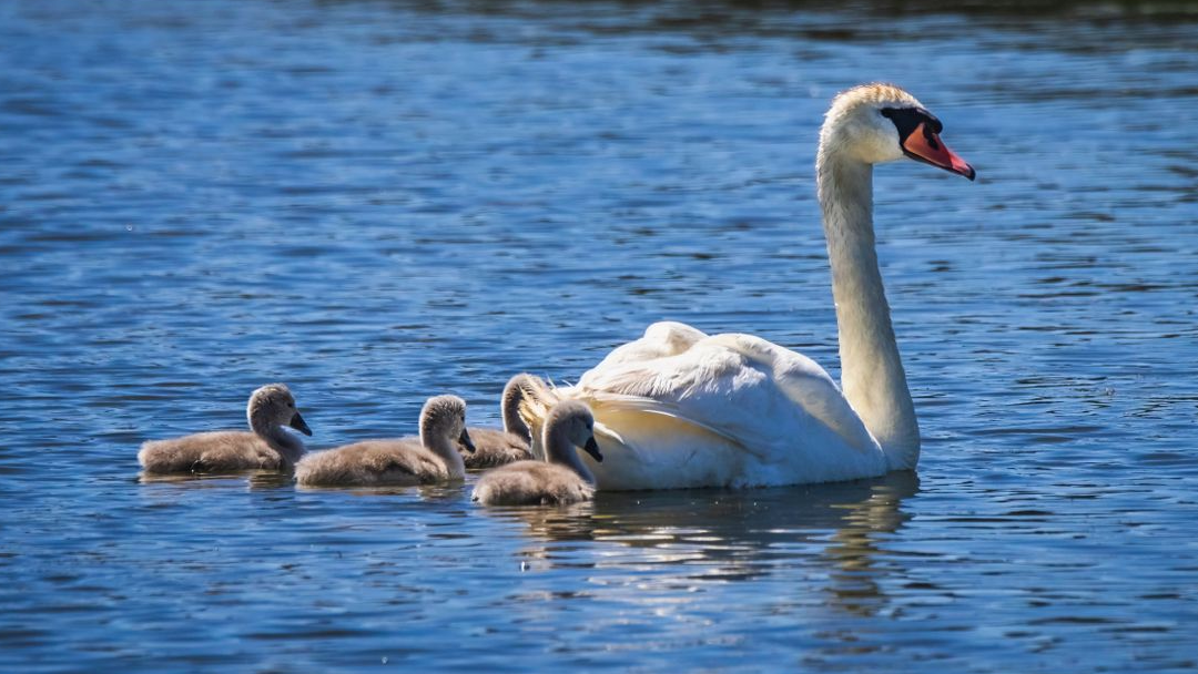 Swan Food- flash fiction story by April Wenzel Story Blog image Swan Food- flash fiction story by April Wenzel Story Blog image Photo courtesy of Robert So Swan in blue water with baby swans following